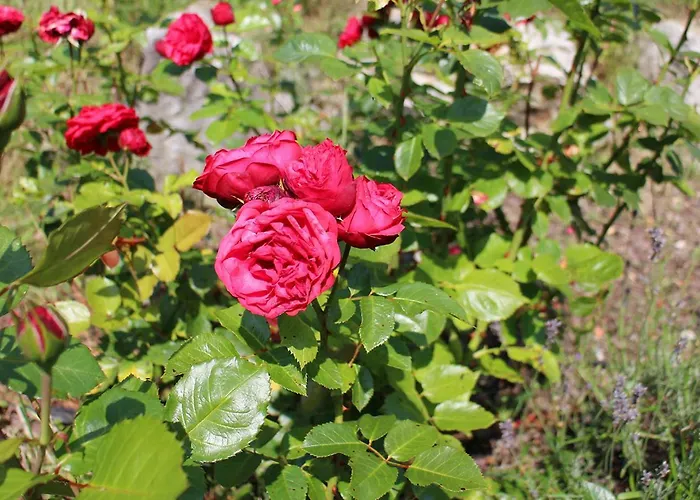 Naturnah Appartement